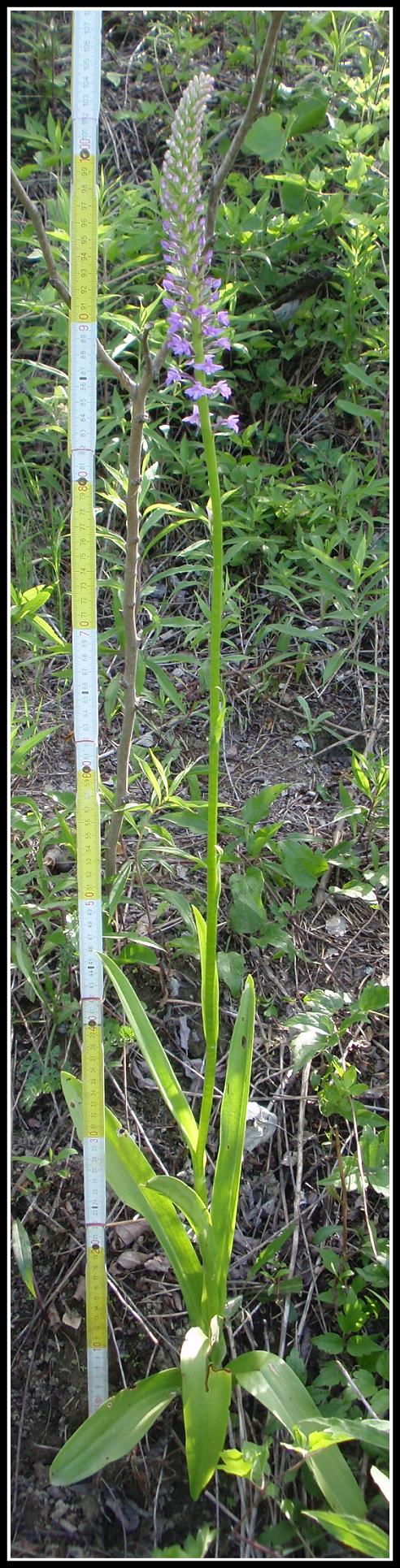 Su una popolazione di Gymnadenia conopsea var. densiflora